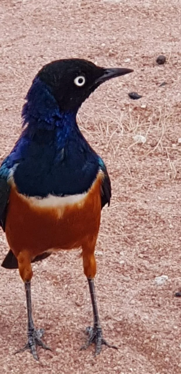 Colorful bird photographed in the Wajir conservation landscape
