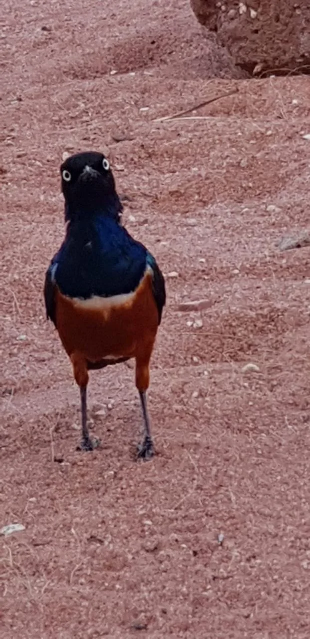 Small colorful bird standing on the ground in a field setting