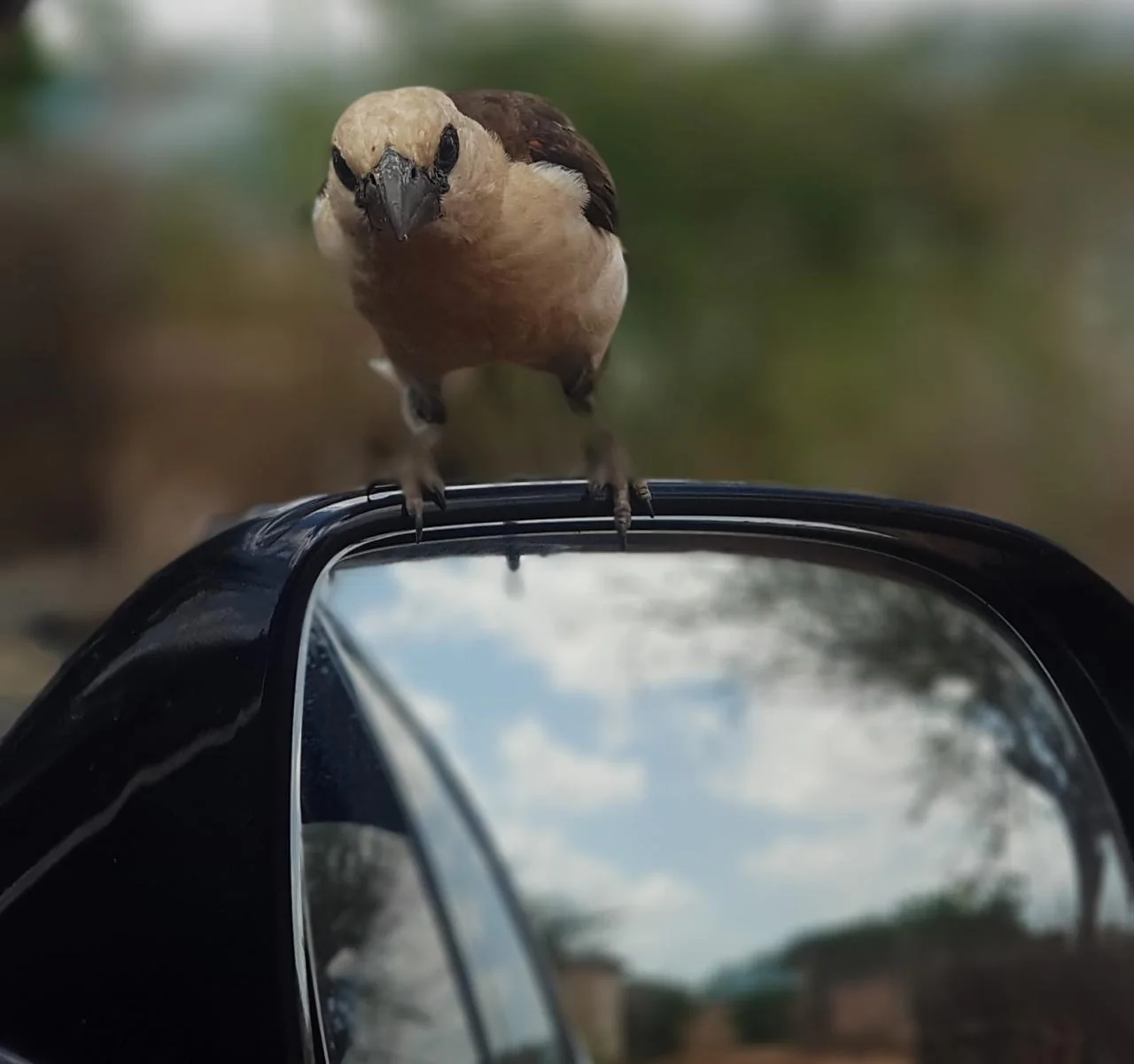 Bird perched on a vehicle mirror during a field encounter