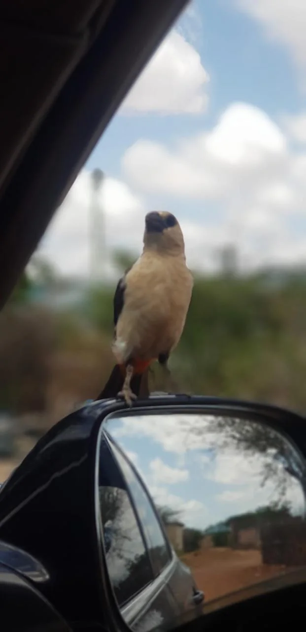 Bird perched near a vehicle window during a field journey