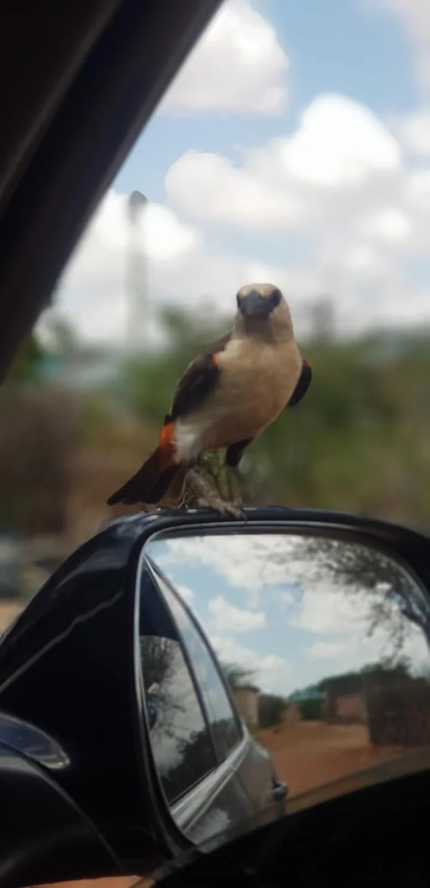 Bird on a vehicle mirror with landscape behind it