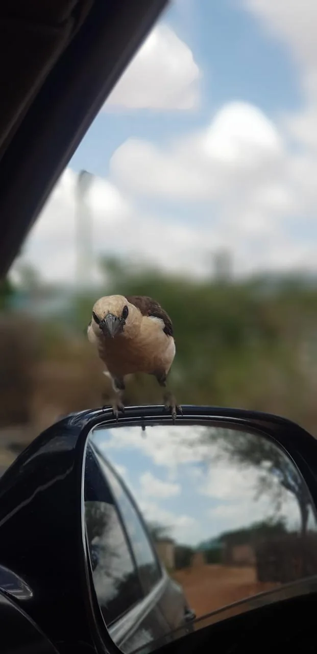 Bird facing the field camera from a vehicle mirror
