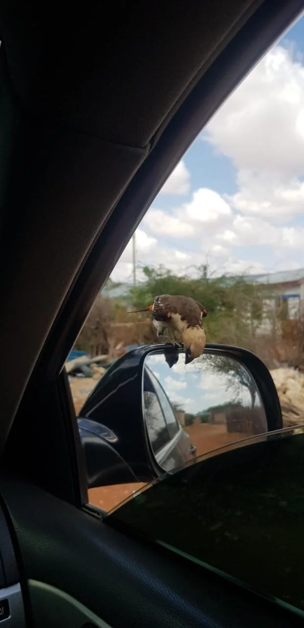 Bird perched on a vehicle mirror viewed from inside the car