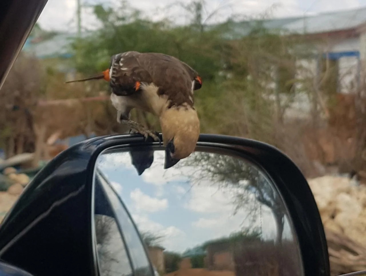 Bird perched on a vehicle mirror with field landscape in the background