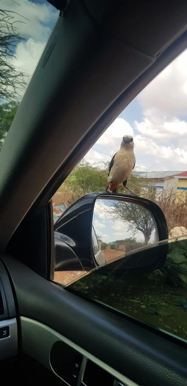 Bird perched by a vehicle mirror during a conservation field visit