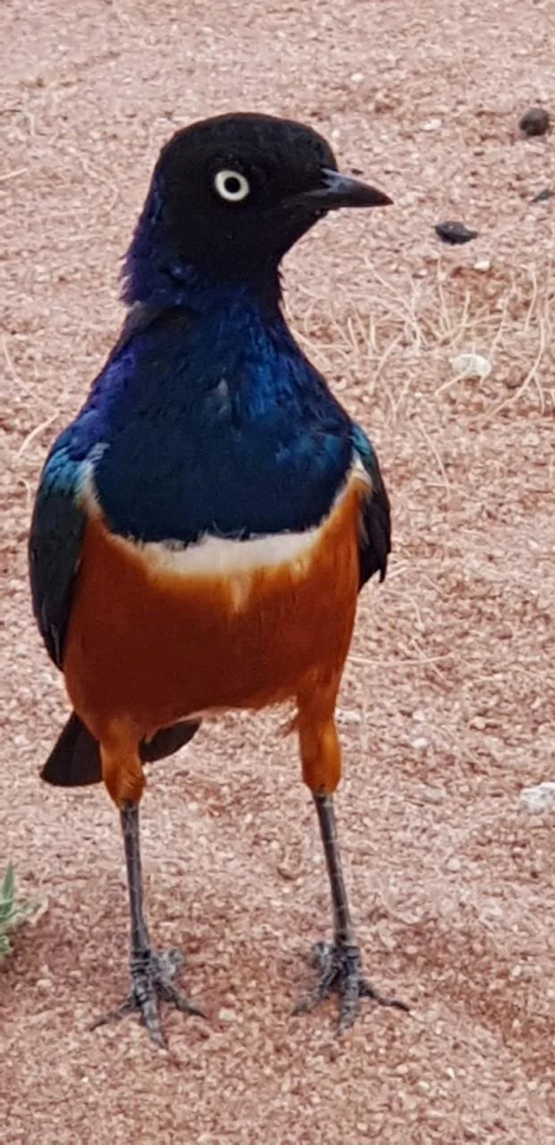 Close-up of a colorful bird from the Wajir landscape
