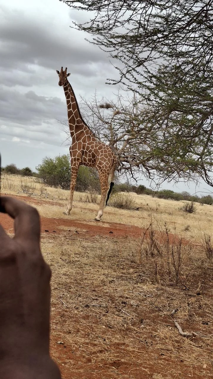 Giraffe standing in Wajir dryland habitat during a field visit