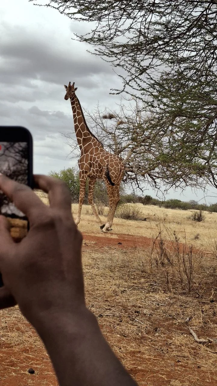 Field team documenting a giraffe from a safe distance