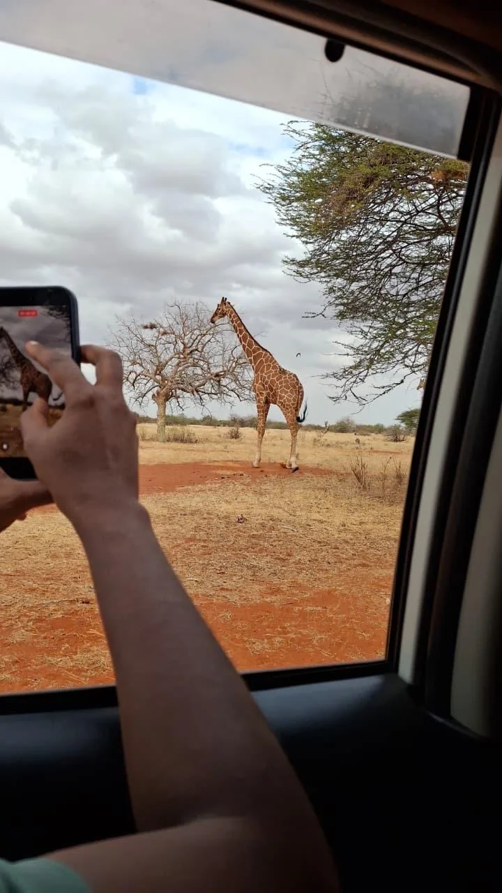 Giraffe photographed from a vehicle during field observation