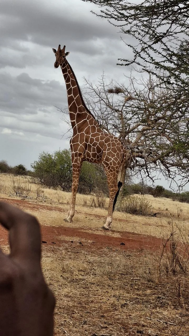 Giraffe feeding under acacia trees in Wajir landscape